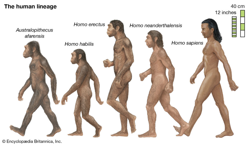Biraz Bizden Konuşalım: Homo Sapiens Nedir?
