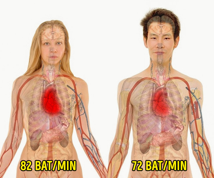 İnsan Vücudu: Anatomisi, Gerçekler ve İlginç Bilgiler