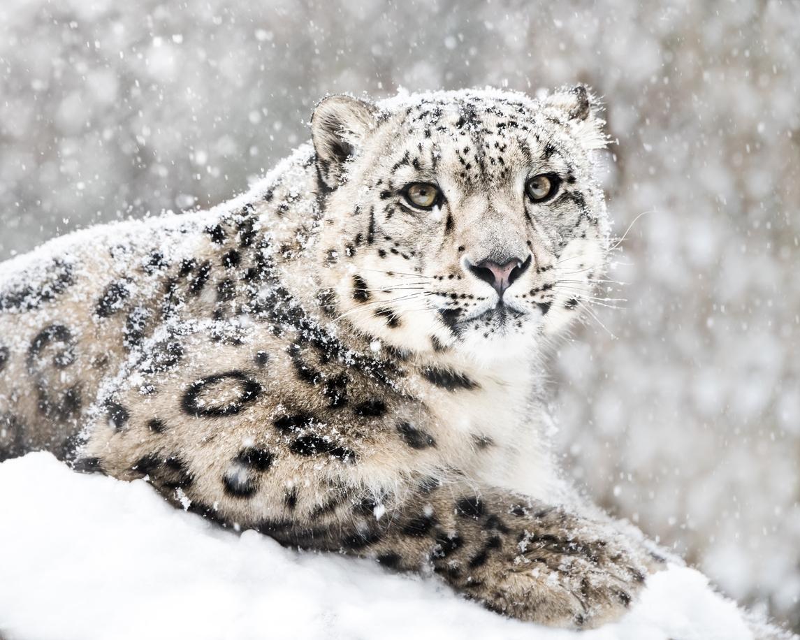 Kar Leoparı Hakkında 10 Bilinmeyen Gerçek