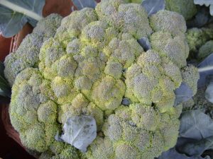 sararmis brokoli yenir mi