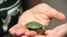 Su Kaplumbağası Fiyatları
