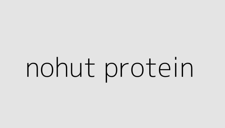 nohut protein